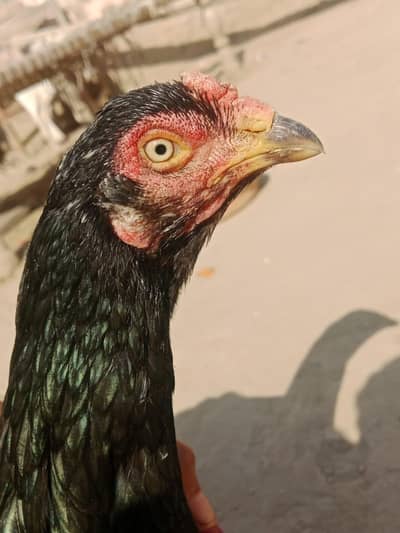 asheel Mia wali pure mushki madi keelo wali