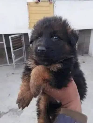 jarman Sheprd pupi available