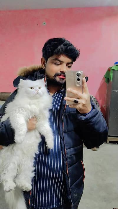 Persian cat punch face