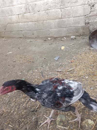 home breed saleta patha for sale