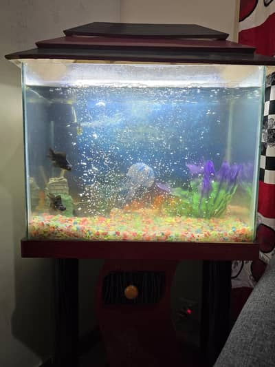 Aquarium with Fishes for sale in Mint condition