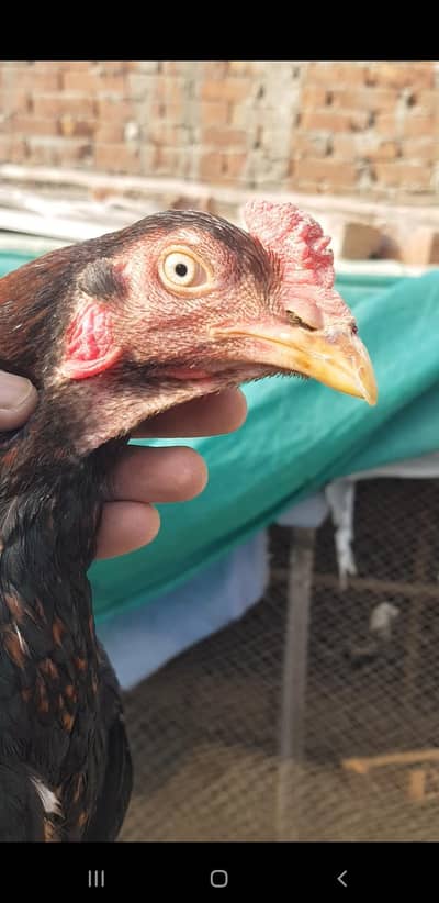 aseel main wali phtaa exchange  oofer only chiks