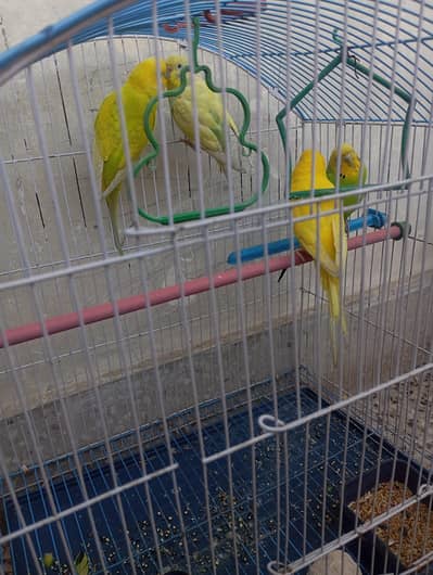 pair for sell now with cage