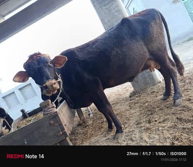 pregnant cow for sale