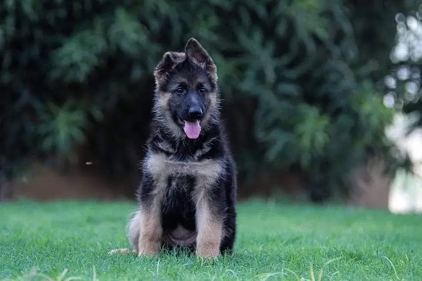 German Shepherd strong bloodline GSD puppies — photo 2