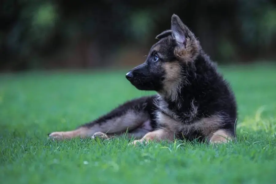 German Shepherd strong bloodline GSD puppies — photo 3