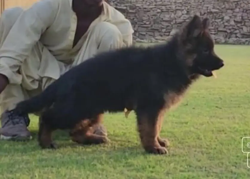 German Shepherd strong bloodline GSD puppies — photo 4