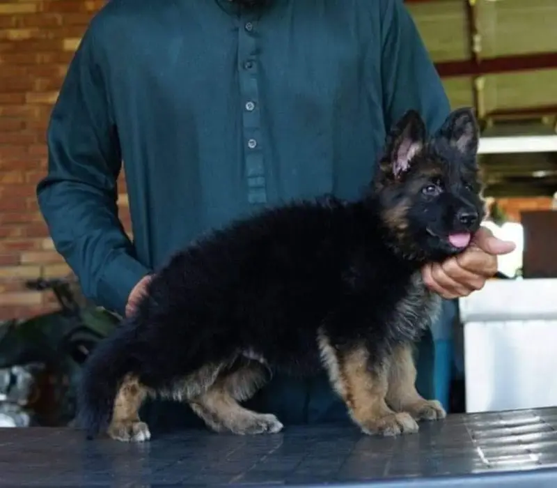German Shepherd strong bloodline GSD puppies — photo 5