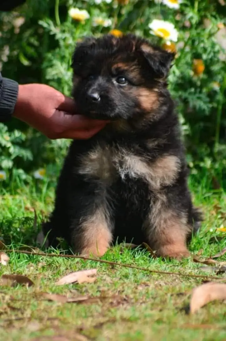 German Shepherd strong bloodline GSD puppies — photo 6