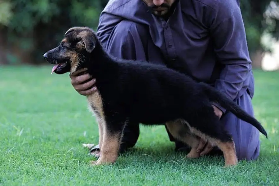 German Shepherd strong bloodline GSD puppies — photo 7