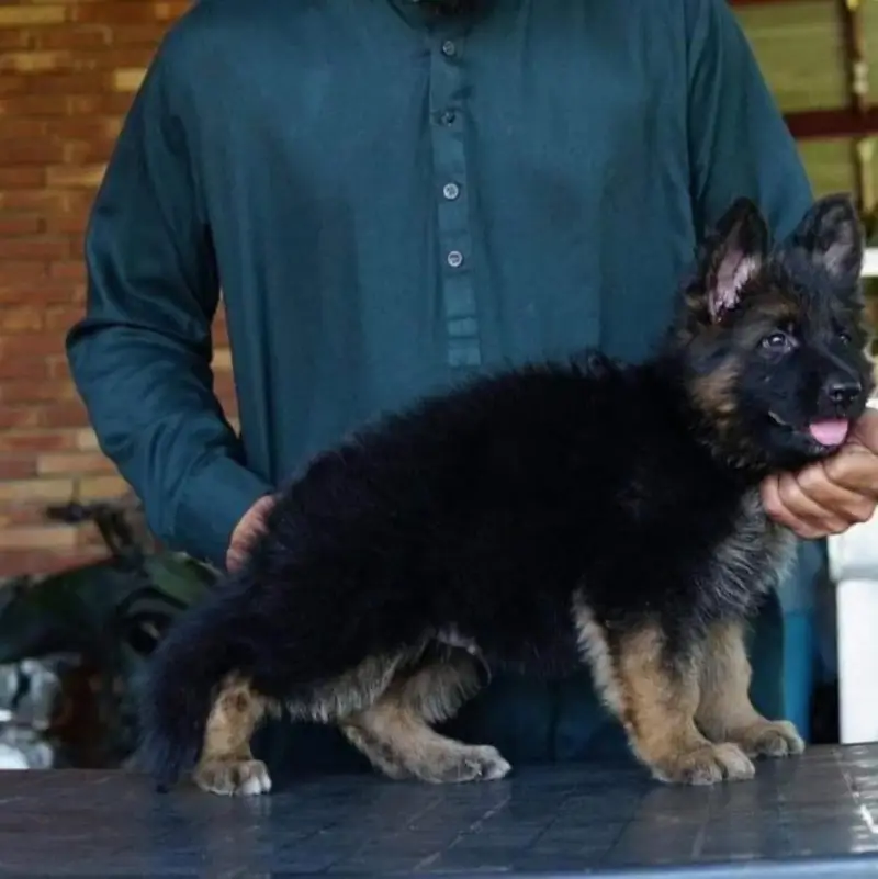 German Shepherd strong bloodline GSD puppies — photo 8