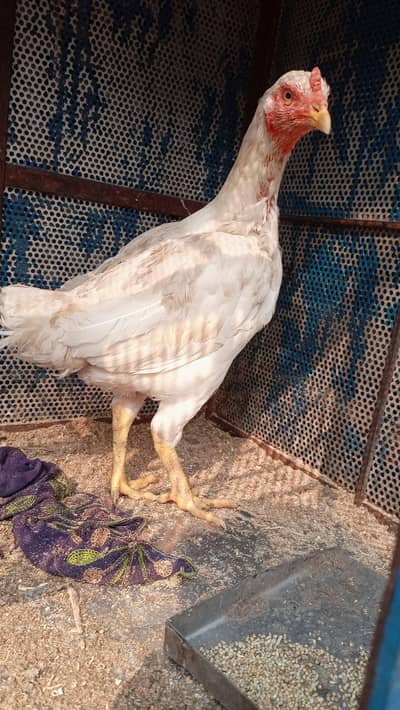 Pure Hera Mian Wali Aseel Female – Strong Body | Original Bloodline