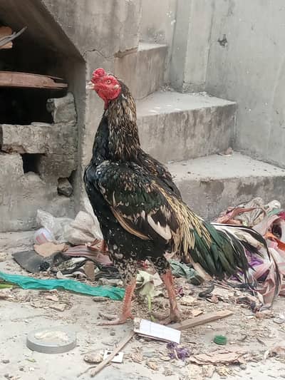 pure aseel Thai or sindhi main he