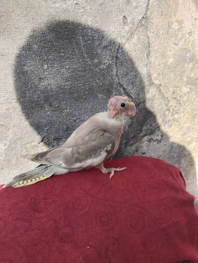 Cocktail chick for sale