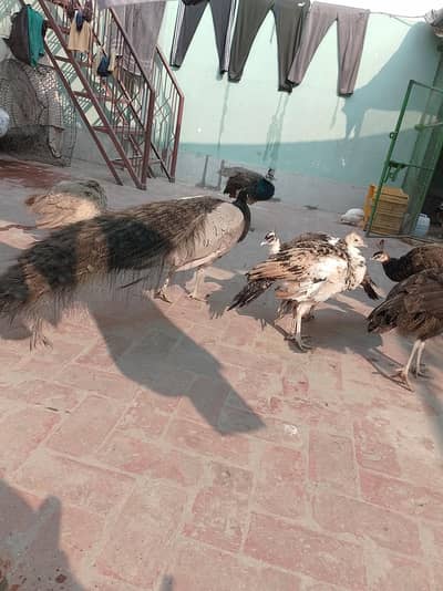 Peacock Chick & Adults Available