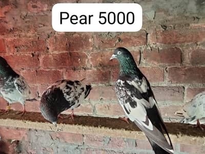 rampuri pair 5000 bakya sb 1000 rupa pr hai
