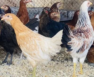 Hens for sale male and female
