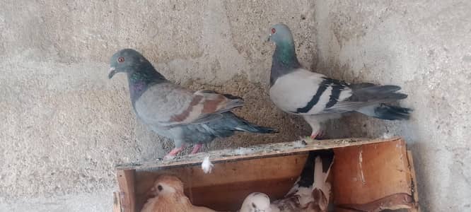 pigeon for sale