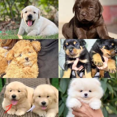 Golden Retriver chow chow SHIHTZU husky Pomeranian