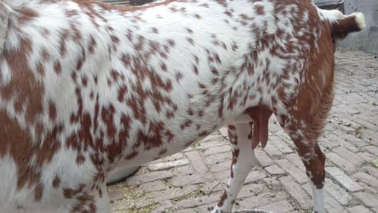 Bakri Makhi Cheeni  / Beautiful Goat / بكری مکھی چینی