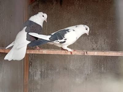 Sherazi Pigeon Pair Healthy and active