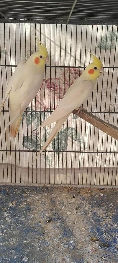cream cockatiels and v pied male and cream face female