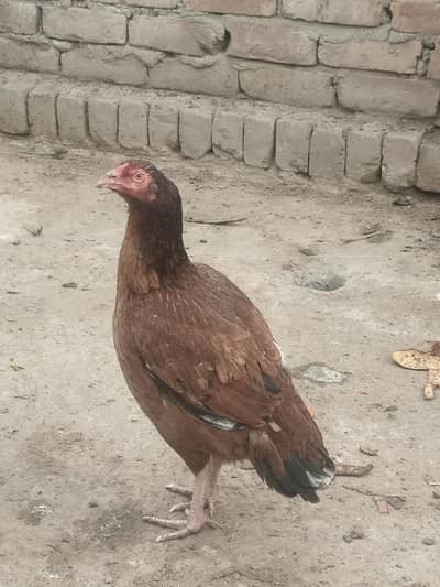 Hen for sale