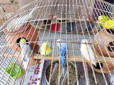 10 Health and breeder Pairs