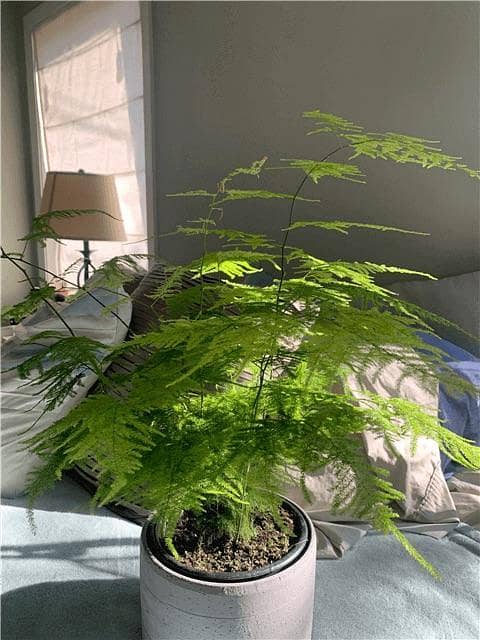 Asparagus Fern live plant with pot | Indoor plant | House plant | Decoration plant | plant parlour