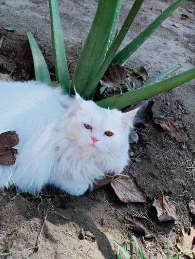 odd eyes beautifull cat age is almost from 12 months triple coat furr