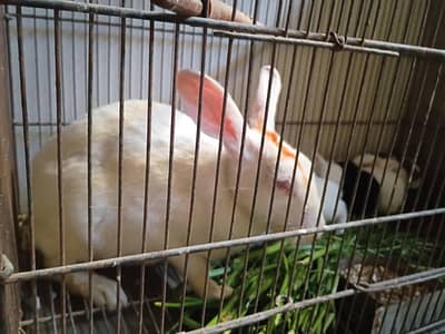 female rabbit with babies