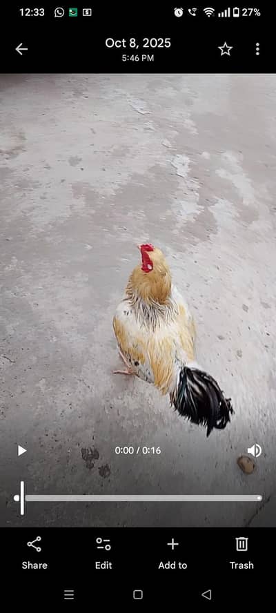 Java Aseel Cock for Sale