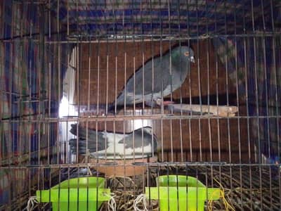 1 pair for sale only