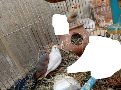 Zebra & Common White Finch