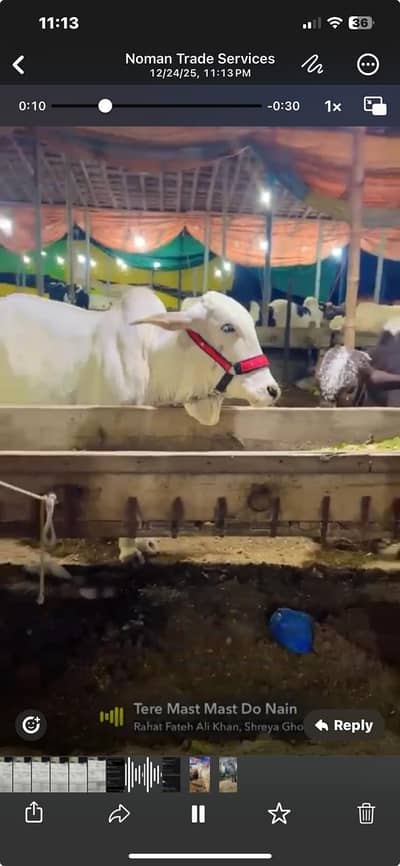 BACHIYA OR BACHRA AVAILABLE FOR SALE