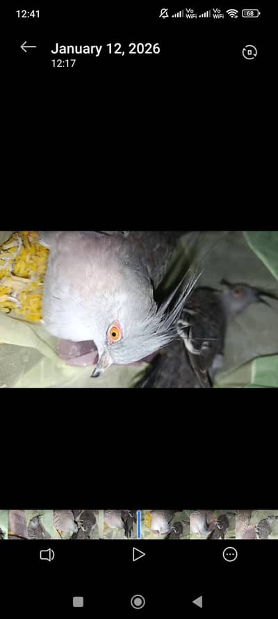 Australian Crested Dove