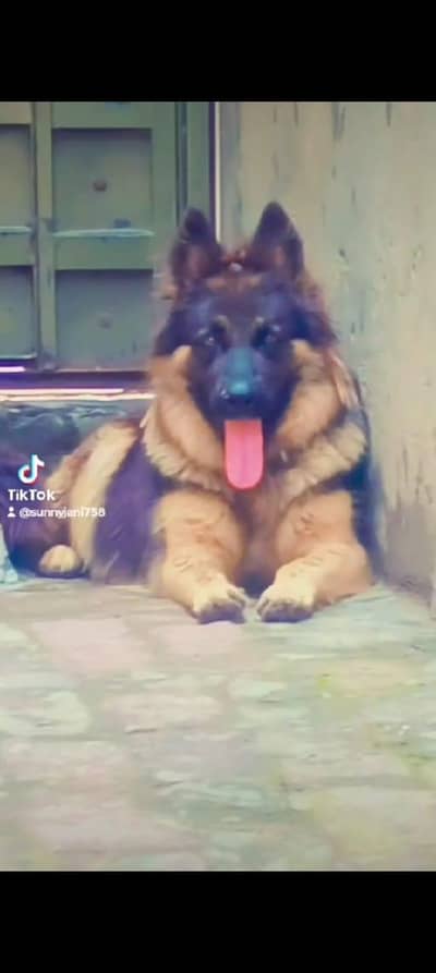 German Shepherd breeder female available for sale