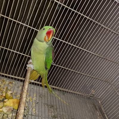 Raw pahare female jumbo size breeding parpis