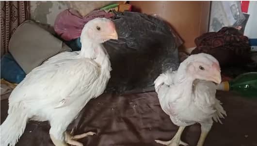 Indian Parrot Beak Long Tail Chicks
