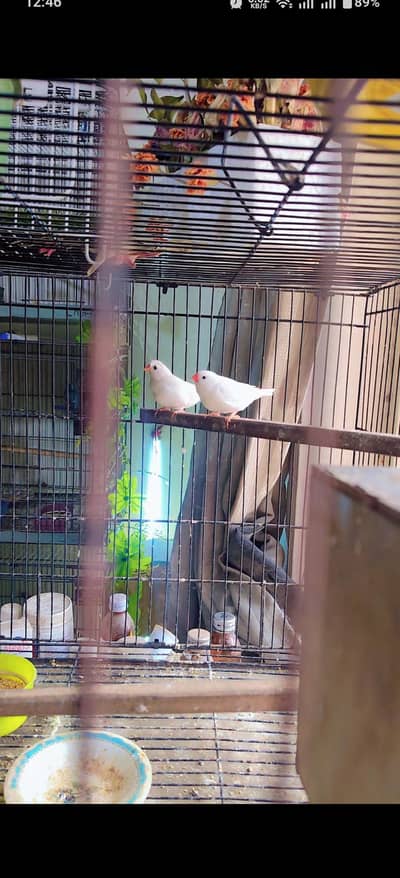 exhibition snow white with chick