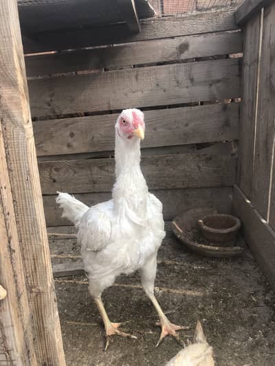 Assel murgi white diomond