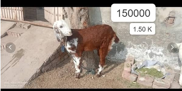 Desi goats/Tedda goats/bakri/bakry/healthy goats/goats for sale