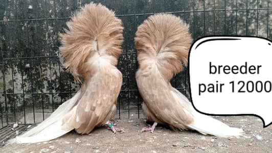 fancy pigeon | kabutar| Jacobin|  frillback saddle | amarican fantail|