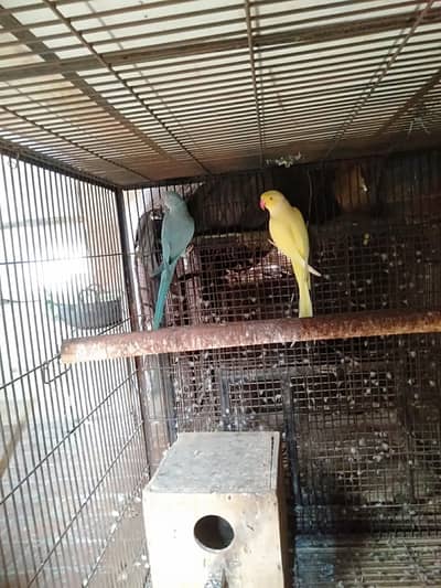 Yellow parrot | raw parrot pair |  Blue parrot | Ringneck parrot for