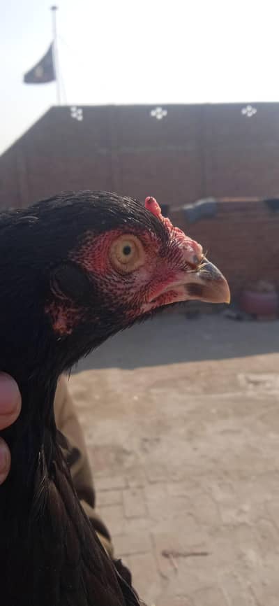 adult female for sale