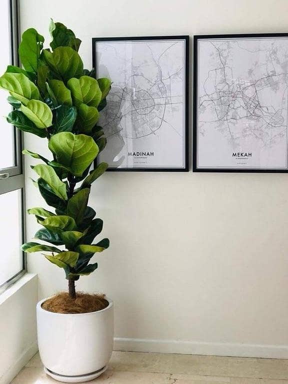 Ficus lyrata live plant | fiddle leaf live plant with pot | Real plant. | indoor decoration plant. | plant parlour