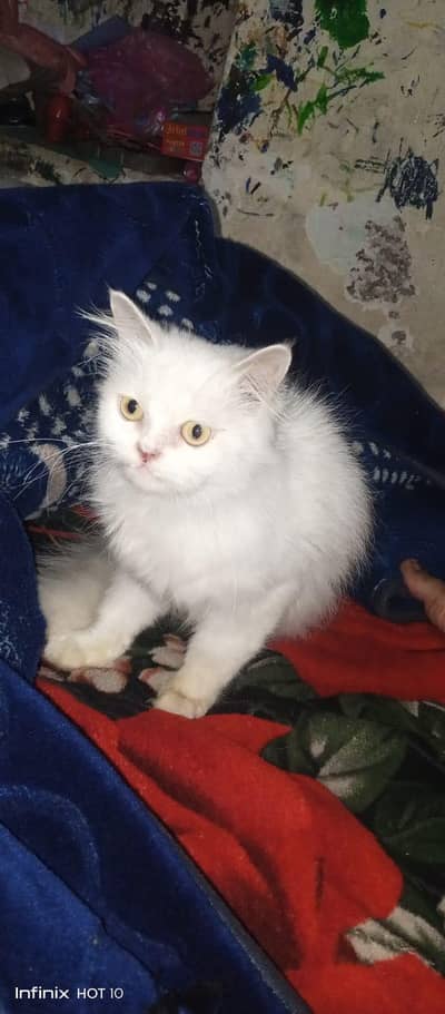 Persian Kittens|Punch Face Kittens|double Coated Kittens| brown kitten