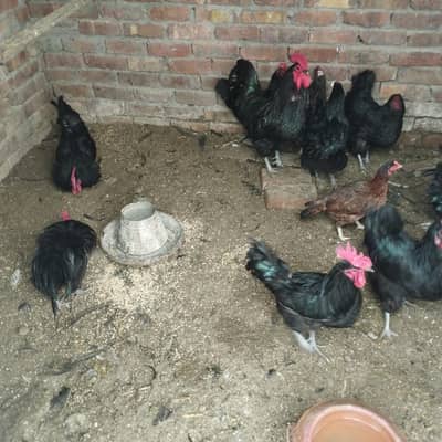 heritage Australorp egg laying for sale