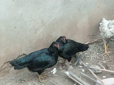 mianwali heighted assels