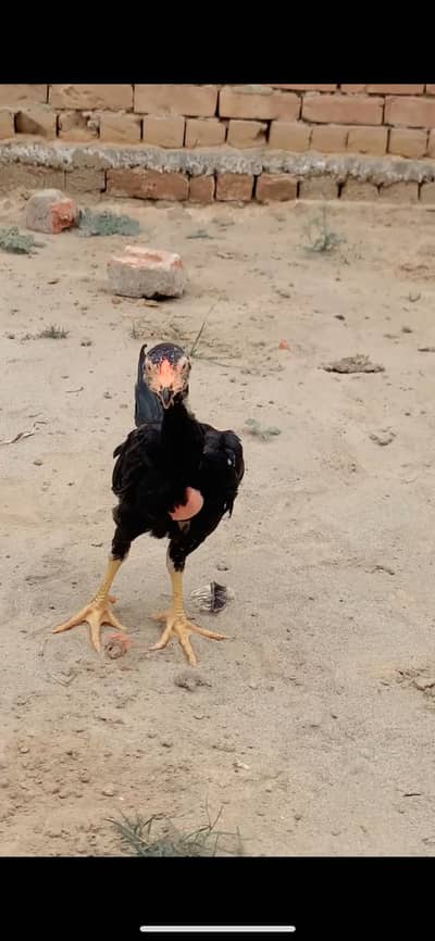 Aseel chiks dumber panus